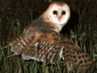 Owl...
